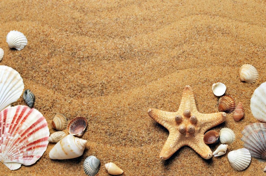 Galets Sable Coquillages Qu Avez Vous Le Droit D Emporter Avec Vous Apres Une Viree A La Plage