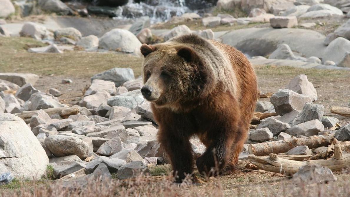 Un Francais Attaque Et Tue Par Un Grizzly Au Canada