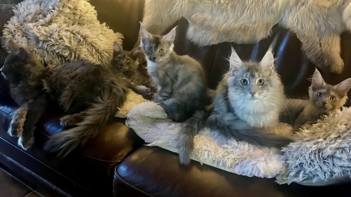 Video Elle Eleve Avec Passion Des Maine Coon A Festigny