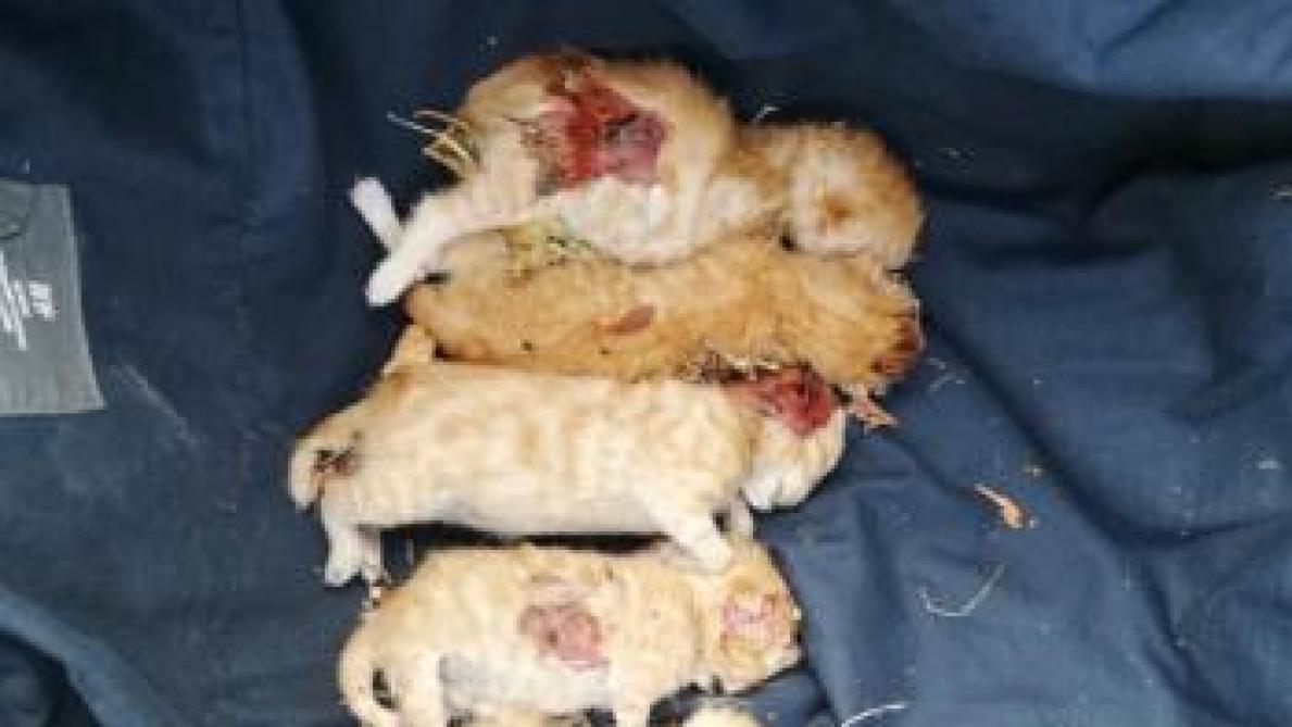 Marnay Sur Seine Des Habitants Trouvent Six Chatons Morts Journal L Est Eclair Marnay Sur Seine Des Habitants Trouvent Six Chatons Morts Journal L Est Eclair