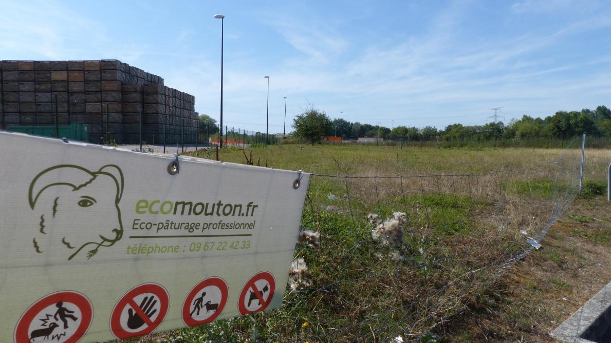 Pourquoi Les Moutons Ne Sont Plus Au Lidl De Nogent Sur Seine Pourquoi Les Moutons Ne Sont Plus Au Lidl De Nogent Sur Seine