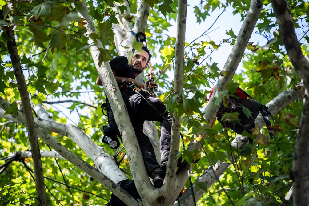 «
Je ne suis pas prêt à redescendre de cet arbre
», a-t-il expliqué samedi à lâAFP.