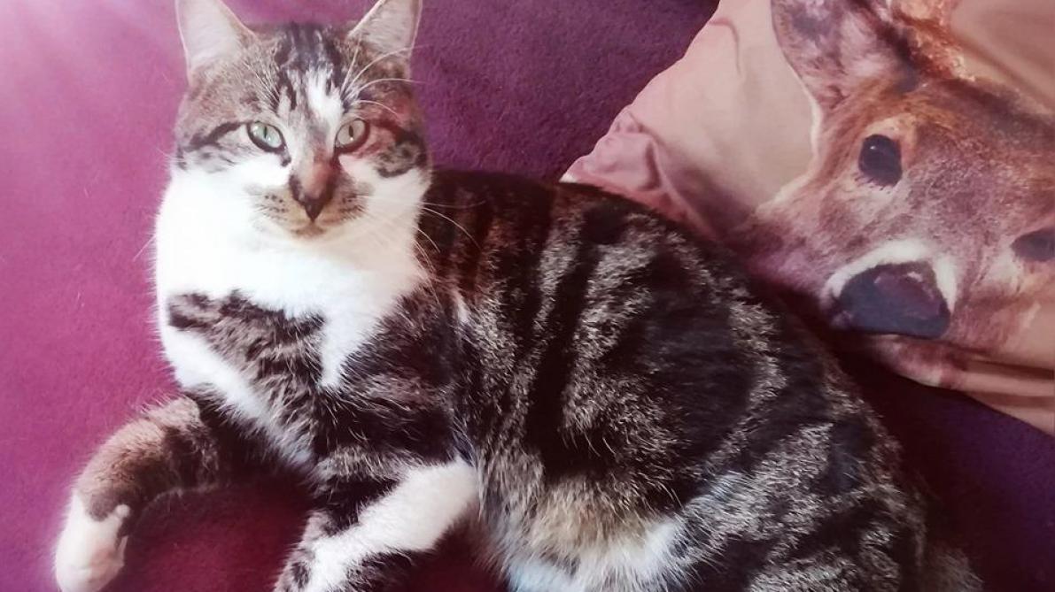 Ardennes 60 000 Soutiens Pour Pistache Un Chat Retrouve Mort Dans Un Piege Ardennes 60 000 Soutiens Pour Pistache Un Chat Retrouve Mort Dans Un Piege