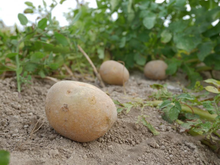 La Patate Une Incontournable Dans Nos Champs