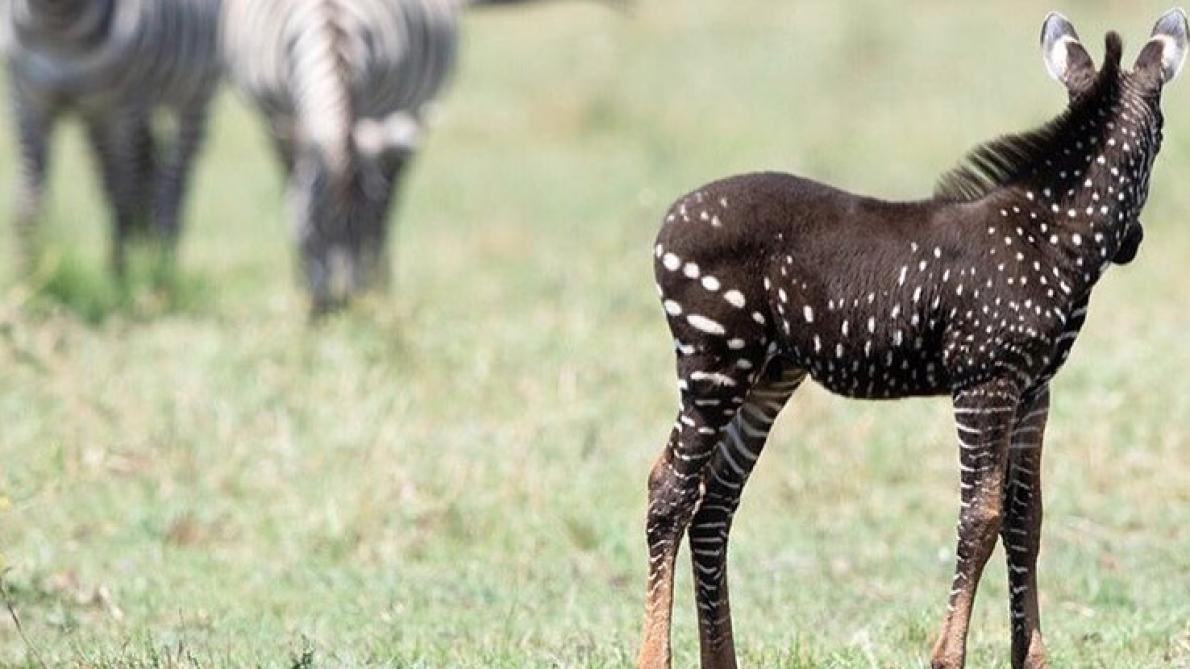 Un zèbre à pois blancs découvert au Kenya