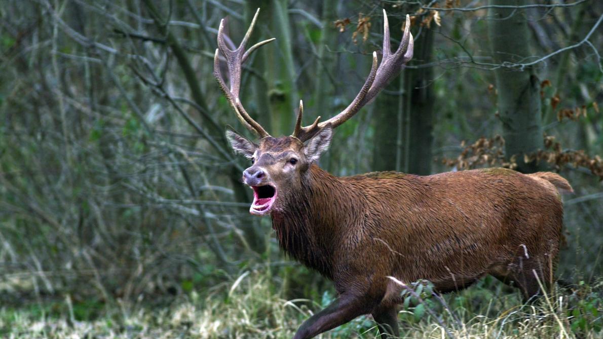 Le brame du cerf résonne dans les forêts vaudoises