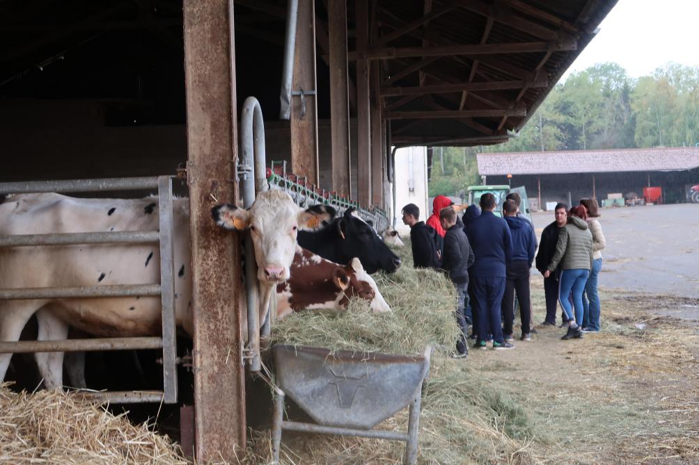 jeune vache 5 lettres
