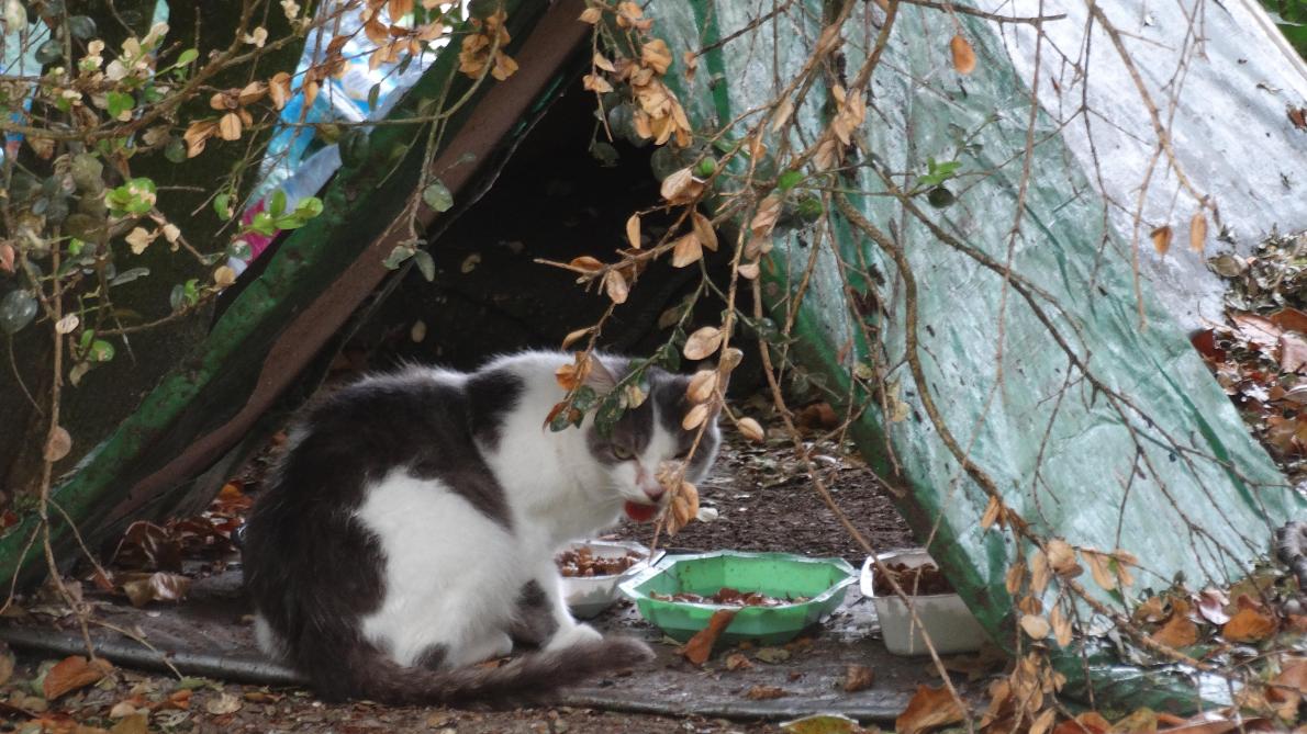 Les Chats Errants Refont Parler D Eux A Chalons En Champagne