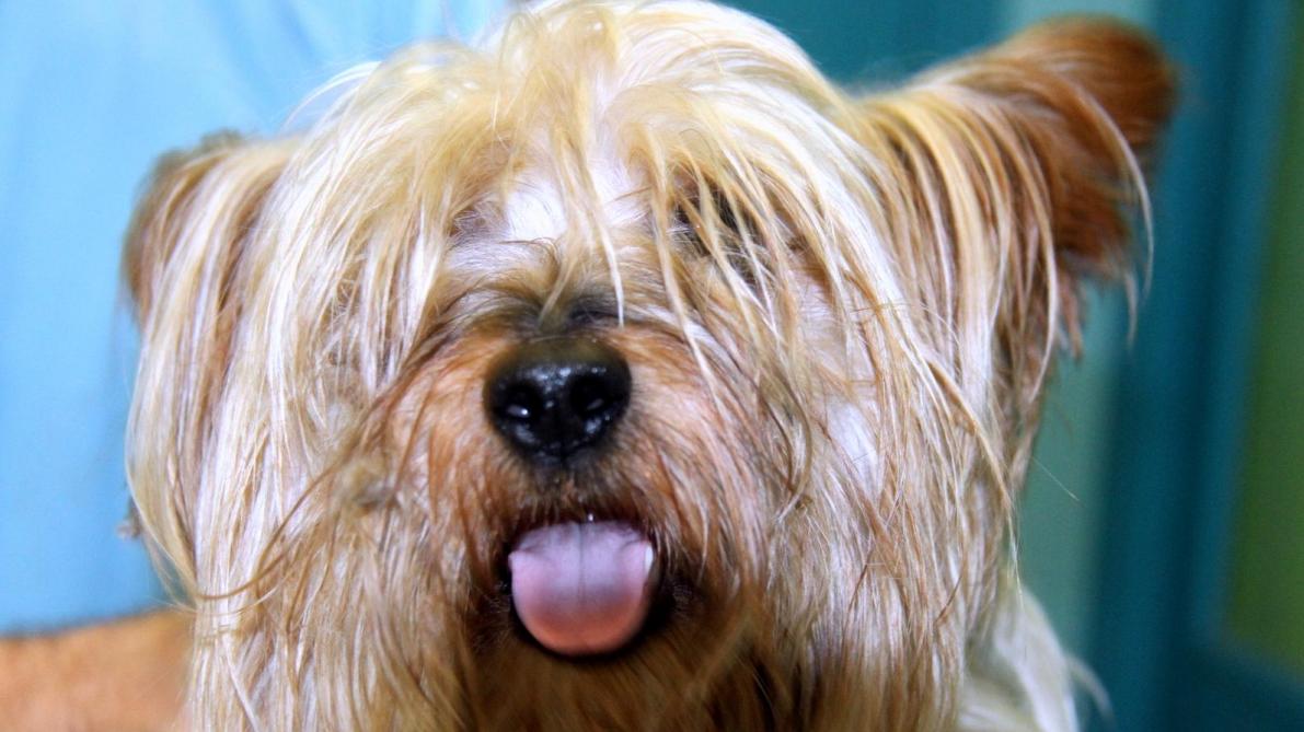 Adoption D Animaux La Spa Met En Place Un Nouveau Dispositif Adoption D Animaux La Spa Met En Place Un Nouveau Dispositif