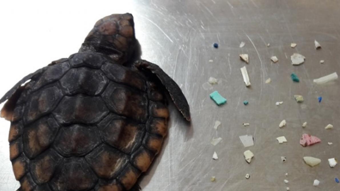 Un Bebe Tortue Retrouve Mort Avec 104 Morceaux De Plastique Dans Le Corps