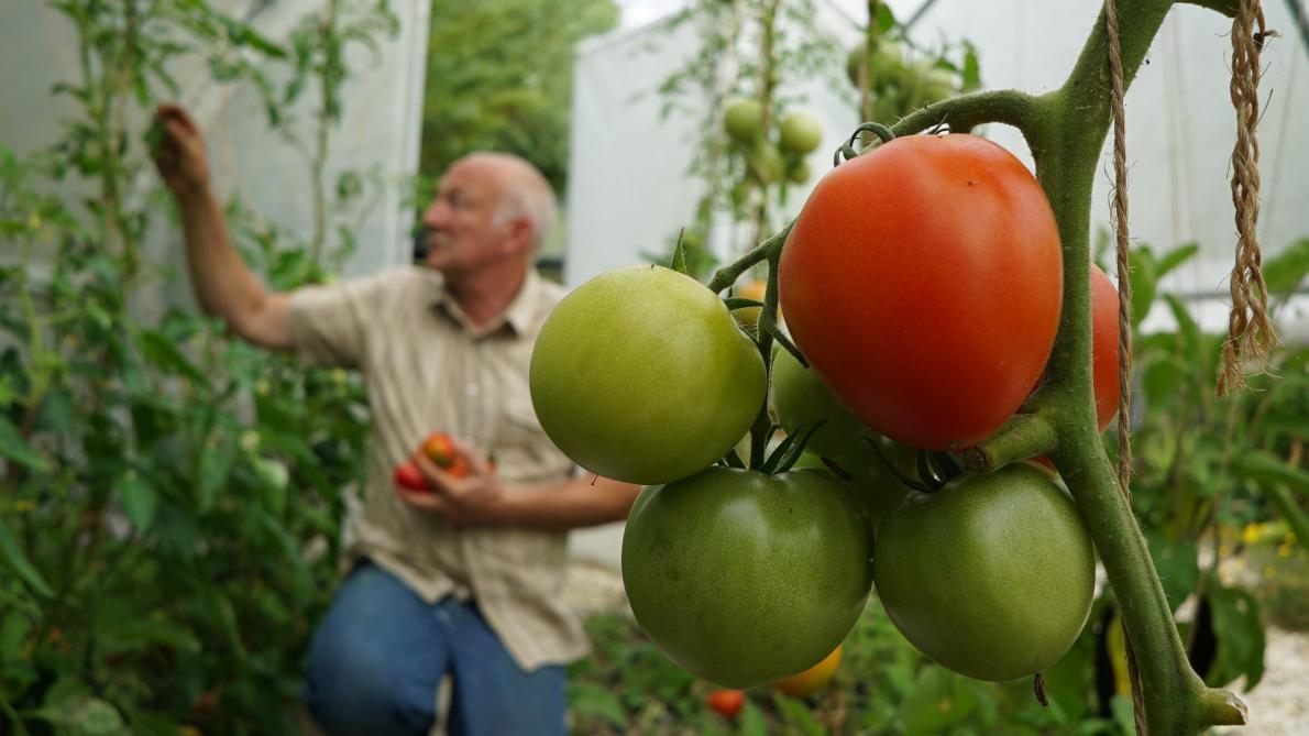 Chaude culture des tomates