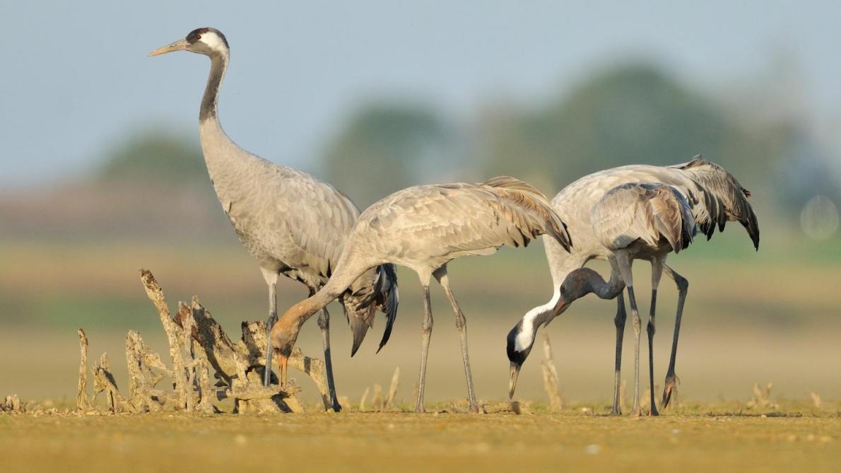 Neuf Jours Danimations En Lhonneur Des Grues Cendrées Du