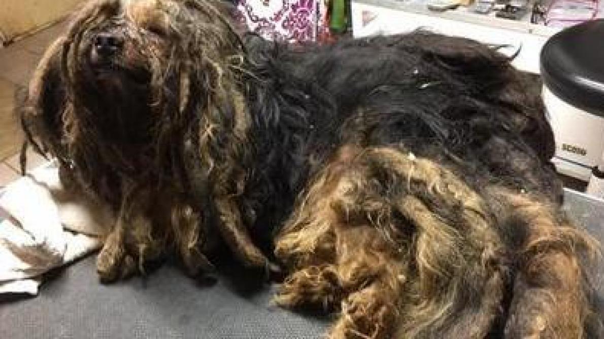 Charleville Mézières Laffaire Du Chien Martyrisé Renvoyée