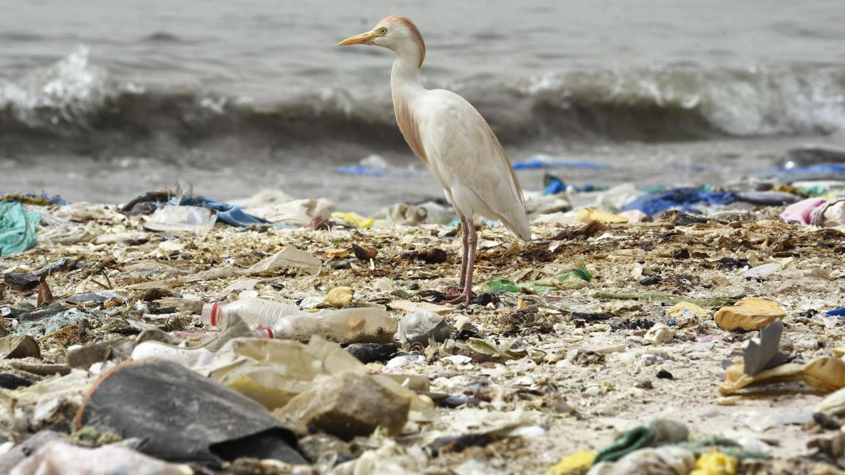 Nettoyer Ses Phares Avec Du Coca Cola Coca Cola Nestle Pepsico Les 10 Multinationales Qui Polluent