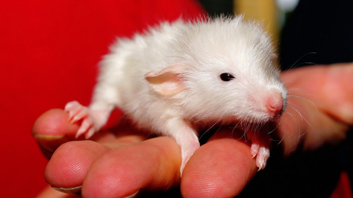 Des Rats Savent Conduire Des Voitures Une Avancee Pour La Recherche Contre Le Stress