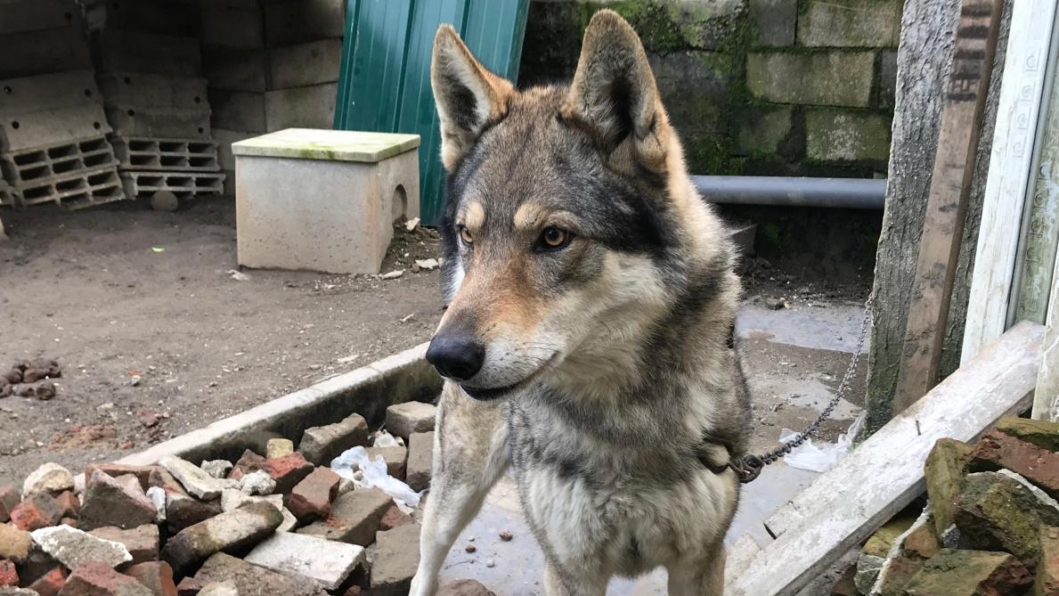 Le Loup De Retour Dans La Pointe