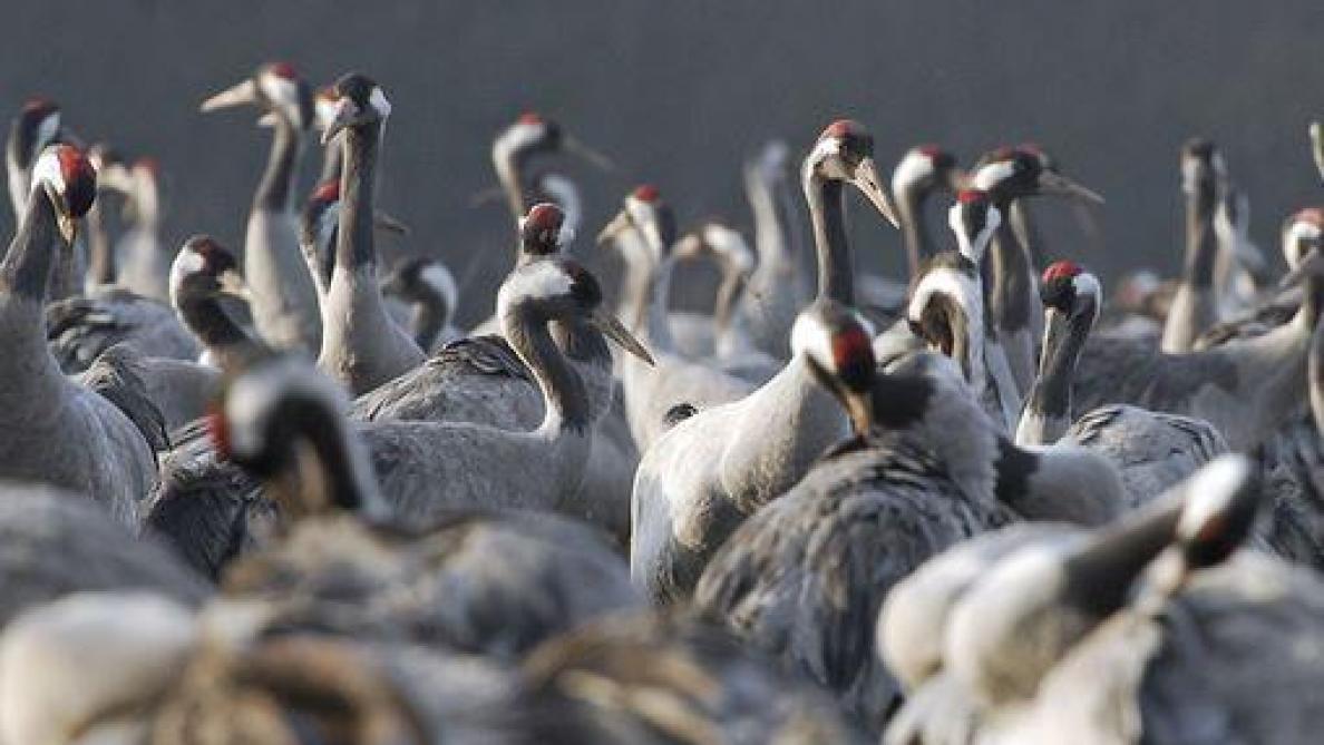 Quand Voir Les Grues Au Lac Du Der