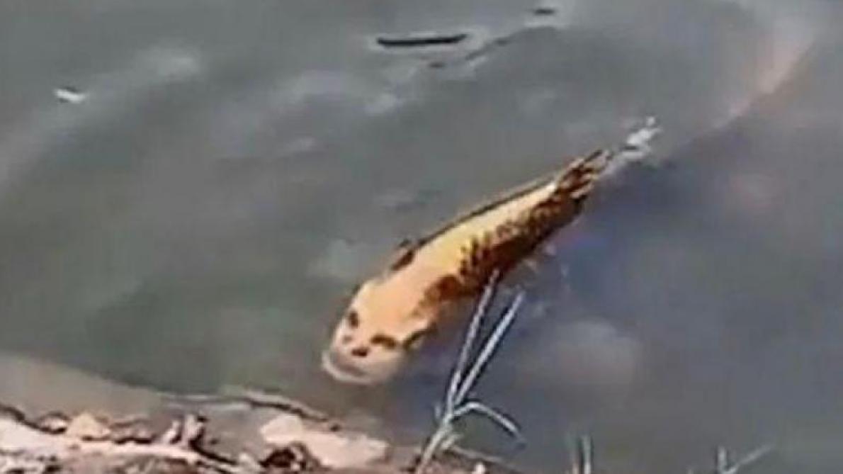 fréquenter quelqu’un avec des animaux de compagnie