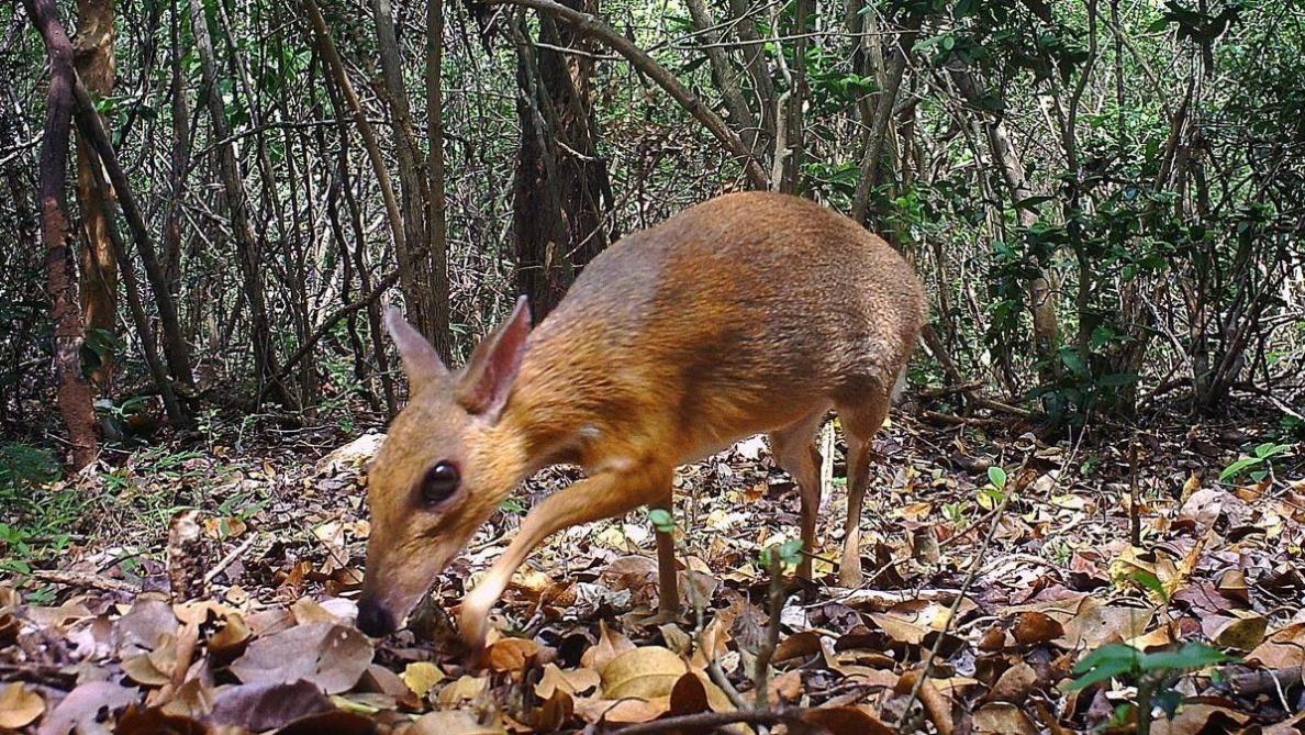 Video Reapparition D Une Souris Cerf Que L On Croyait Disparue