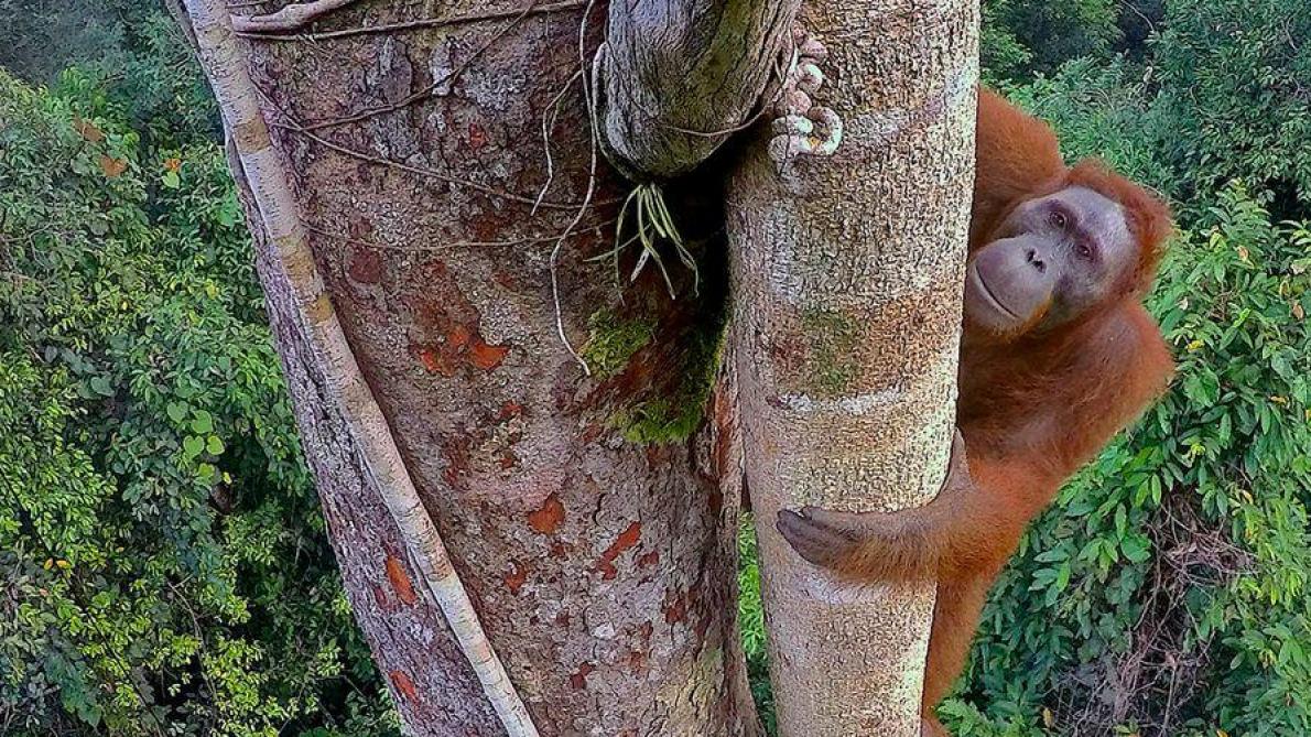 Montier En Der Le Rendez Vous Mondial De La Photo Animalière