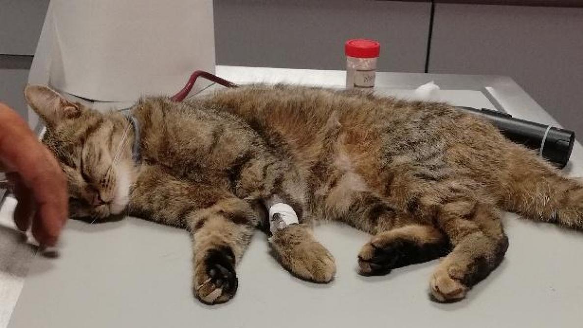Maltraitance Animale Un Chat Blesse Par Un Tir De Fusil A Bar Sur Seine
