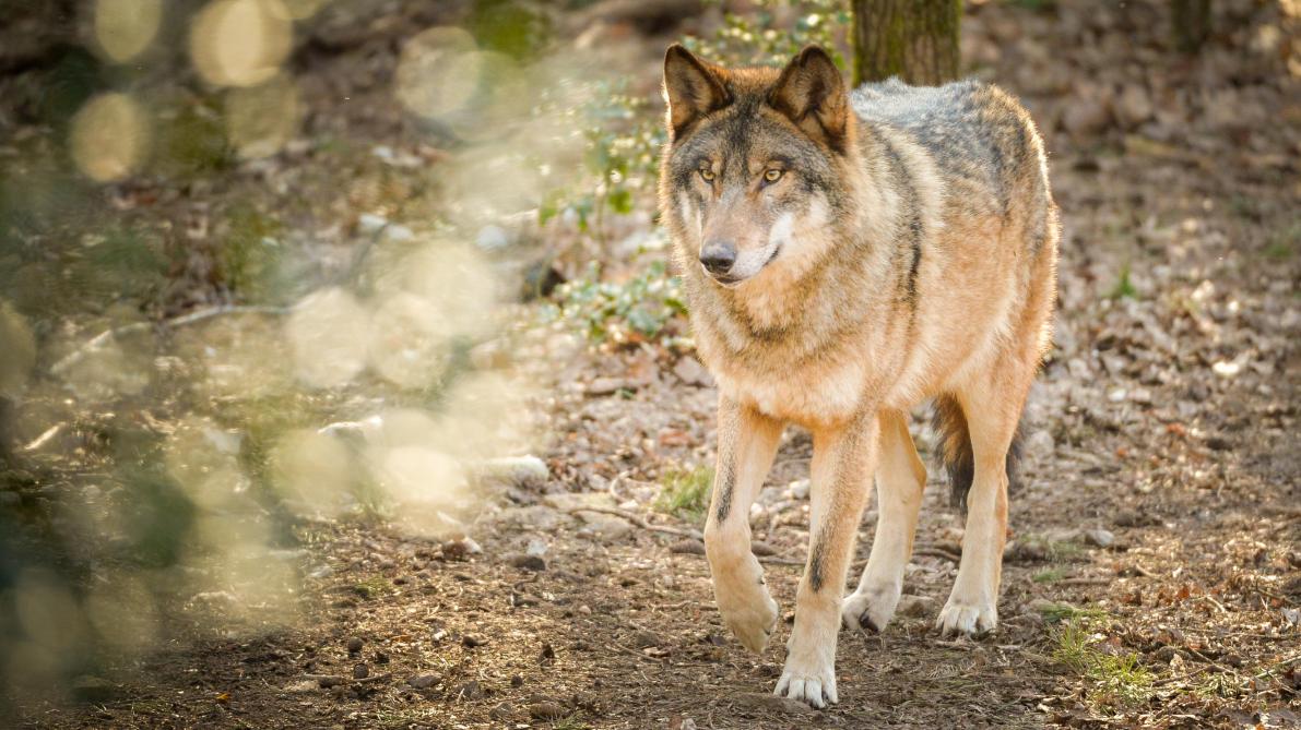 La dépouille du0027un loup découverte en Haute-Marne?