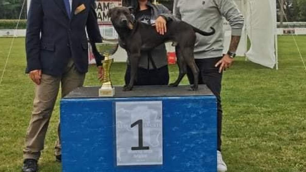 Curtis, le chien du compagnon d’Elisa Pilaski, remportait des prix dans des concours canins.