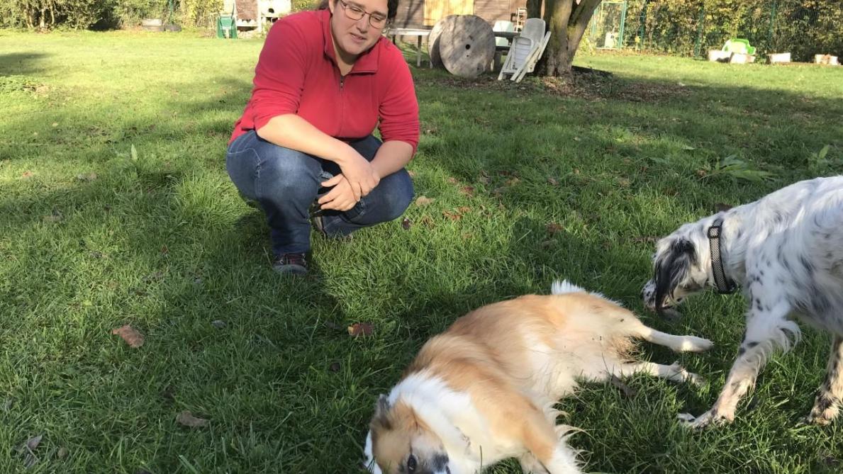 Comment Réagir Face à Des Chiens Agressifs Les Conseils D