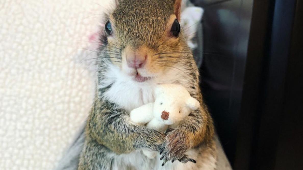 Jill L Ecureuil Ne Quitte Plus Son Mini Ours En Peluche Jill L Ecureuil Ne Quitte Plus Son Mini Ours En Peluche