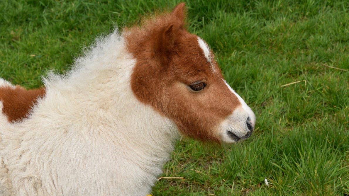 van poney