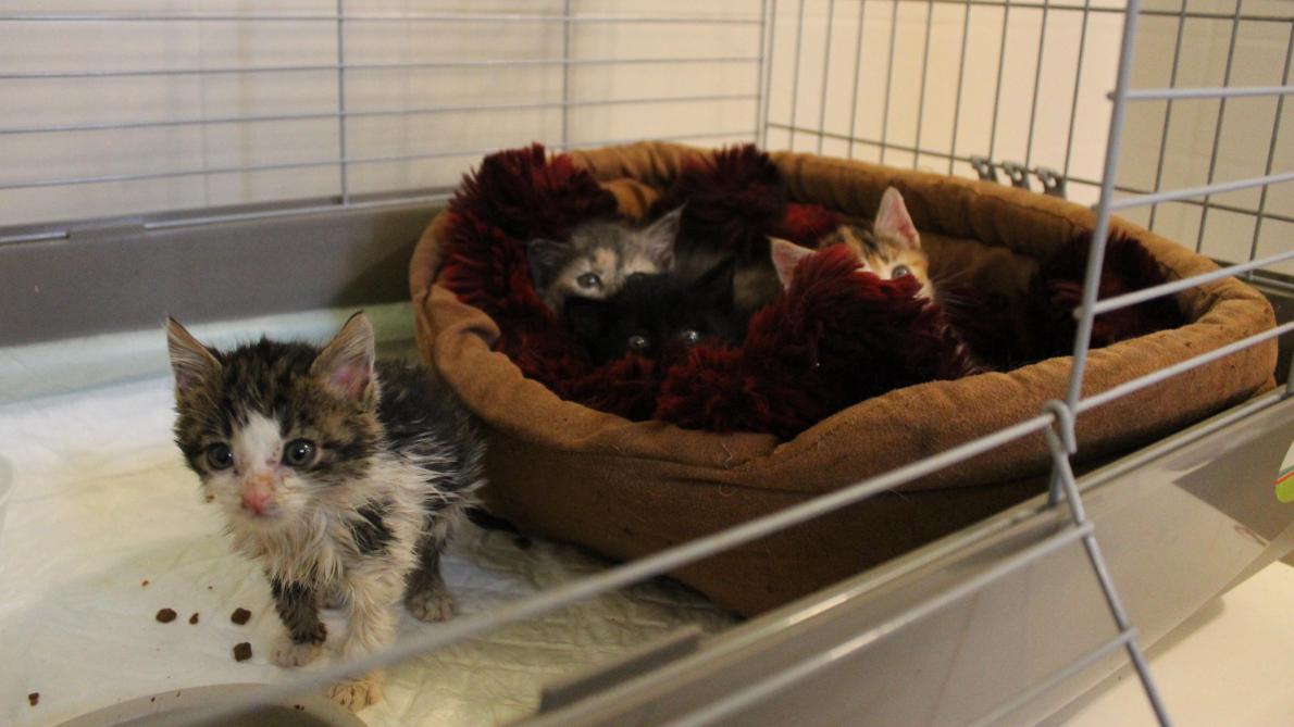 Sezanne Abandonnes Dans Une Cage Quatre Chatons Secourus Par Des Promeneurs