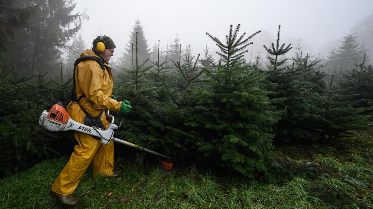 Les Sapins De Noel Ont Eux Aussi Souffert De La Canicule
