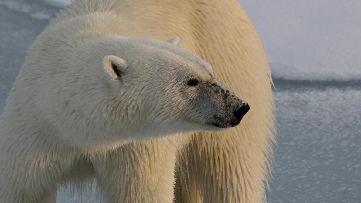 Un Ours Blanc ue D Un T 34 Alarme Les Scientifiques