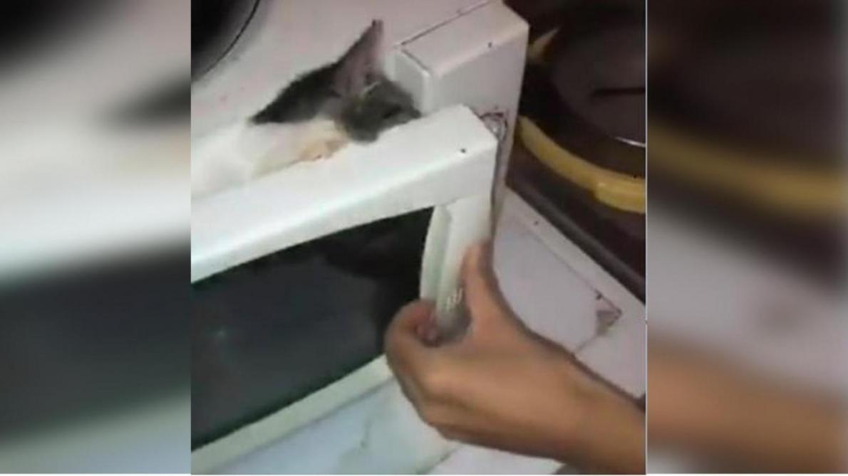 Plainte Deposee Apres Une Video D Un Chat Dans Un Micro Ondes Plainte Deposee Apres Une Video D Un Chat Dans Un Micro Ondes