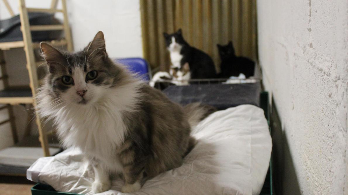 Montmirail 400 Chats Errants Sterilises En Cinq Ans Un Exemple A Suivre Pour Les Benevoles Montmirail 400 Chats Errants Sterilises En Cinq Ans Un Exemple A Suivre Pour Les Benevoles