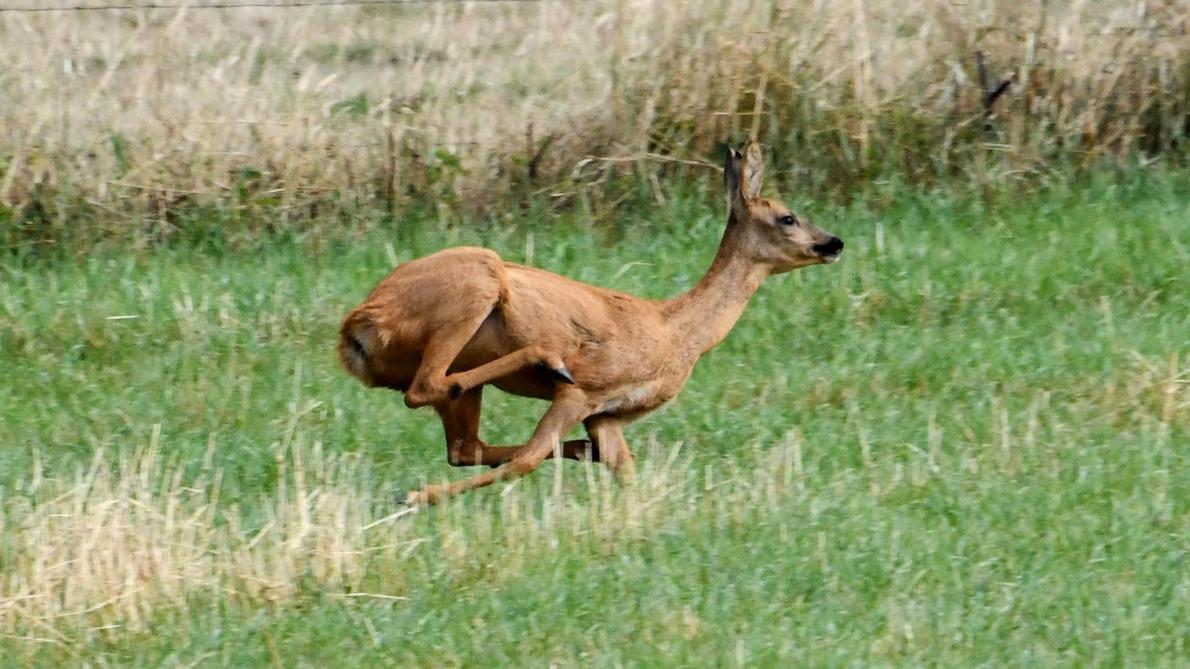 Le Gibier De La Chasse A L Assiette