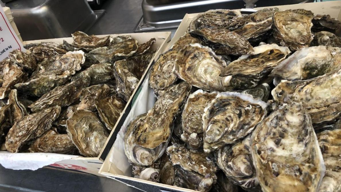 Des Huitres Ont Rendu Des Remois Malades Pendant Les Fetes Des Huitres Ont Rendu Des Remois Malades Pendant Les Fetes