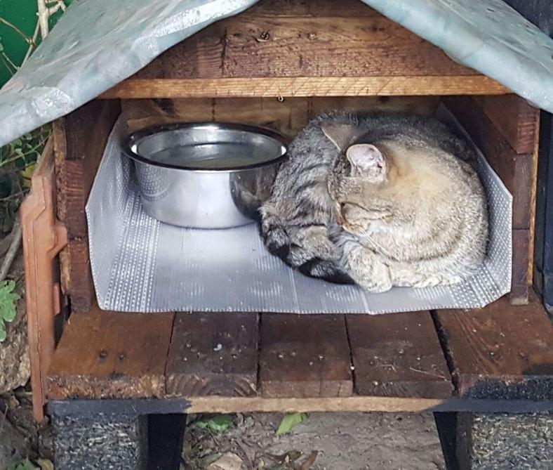 Brugny Vaudancourt Fabriquez Des Cabanes Pour Les Chats Des Rues