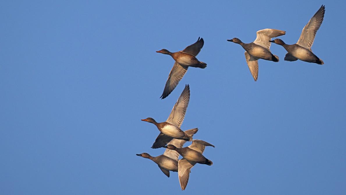 Oiseaux migrateurs et gibier d'eau : les chasseurs vont ranger les fusils