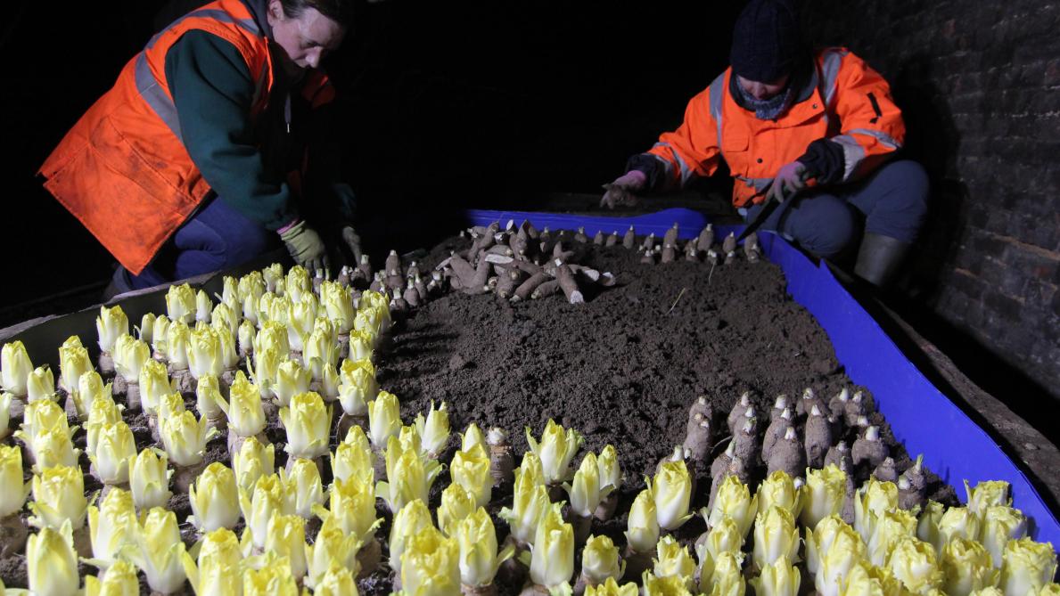 Dernieres Plantations Et Premieres Endives A Vireux Molhain