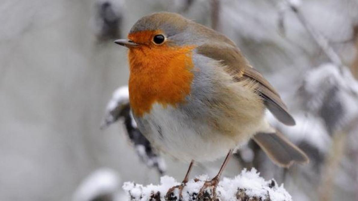 C Est L Heure De Compter Les Oiseaux Dans Votre Jardin