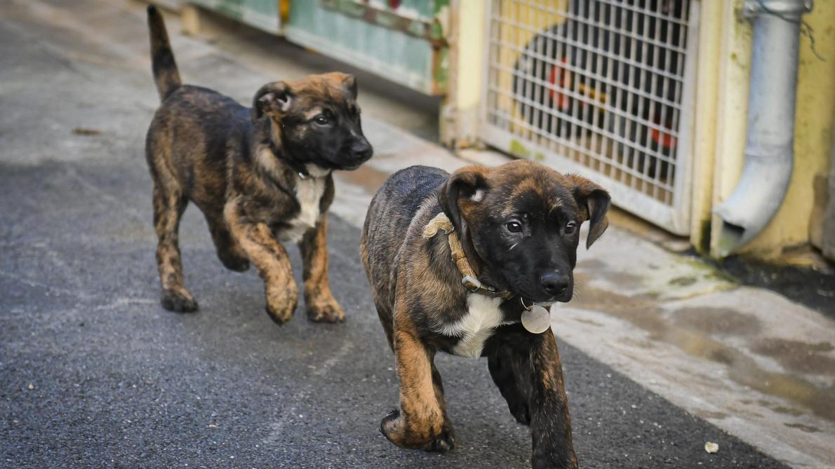 Douze Chiots Croises Malinois A Adopter Au Refuge D Epernay