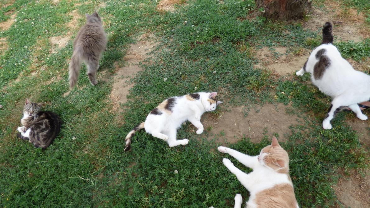 A Laon La Mairie Dit Chat Suffit A Laon La Mairie Dit Chat Suffit