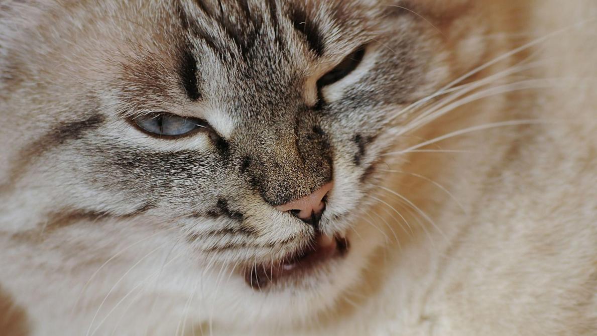 Russie Une Femme Sequestree Deux Jours Par Son Chat Russie Une Femme Sequestree Deux Jours Par Son Chat