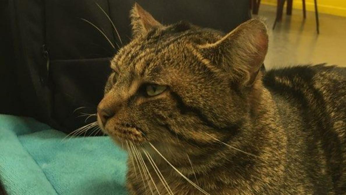 Charleville Mezieres Chacun Cherche Son Chat