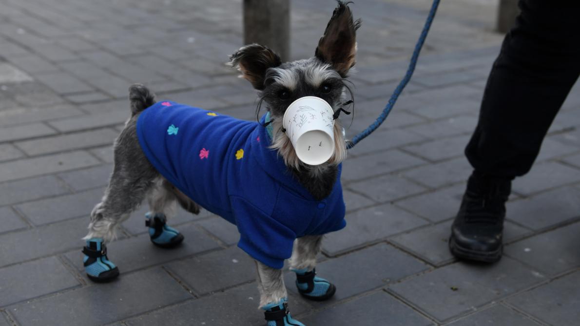 La Chine Se Debarrasse Des Animaux De Compagnie Dans Les Regions Contaminees Par Le Coronavirus