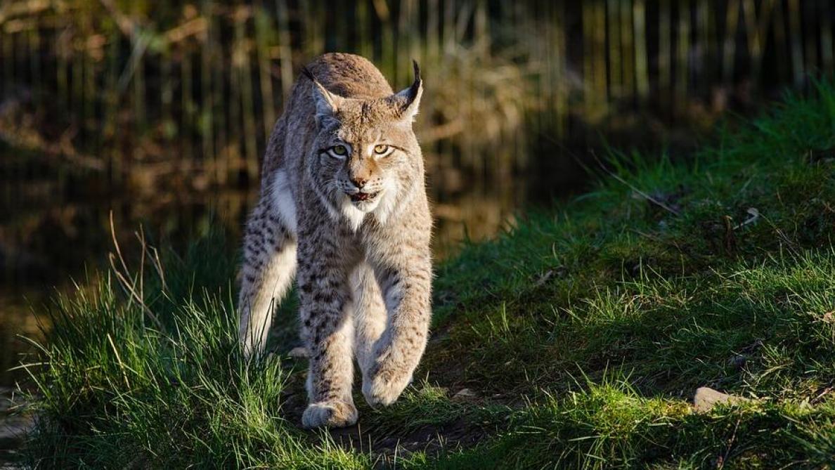 Un lynx aperçu en Champagne-Ardenne