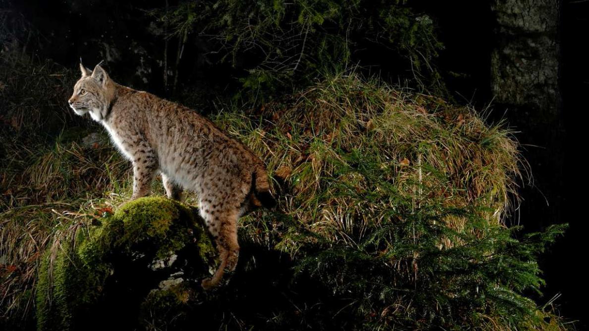 Des Observations Attestees De Lynx Dans L Aube