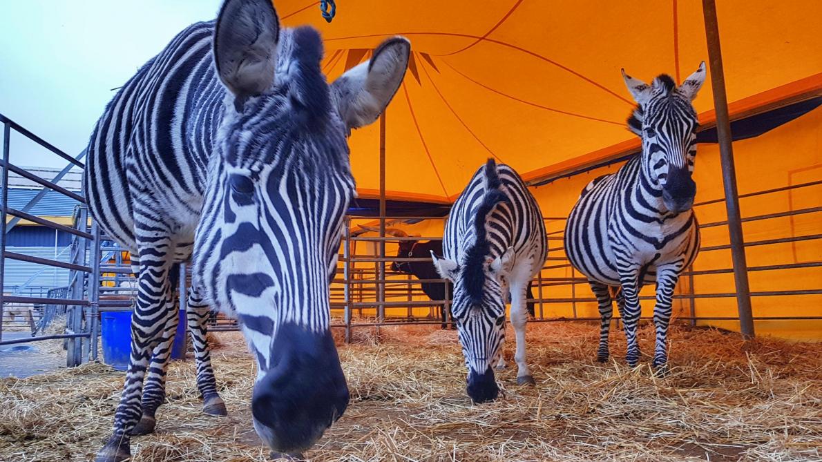 Chalons En Champagne Ils Vont Manifester Contre La Presence D Animaux Au Cirque Chalons En Champagne Ils Vont Manifester Contre La Presence D Animaux Au Cirque