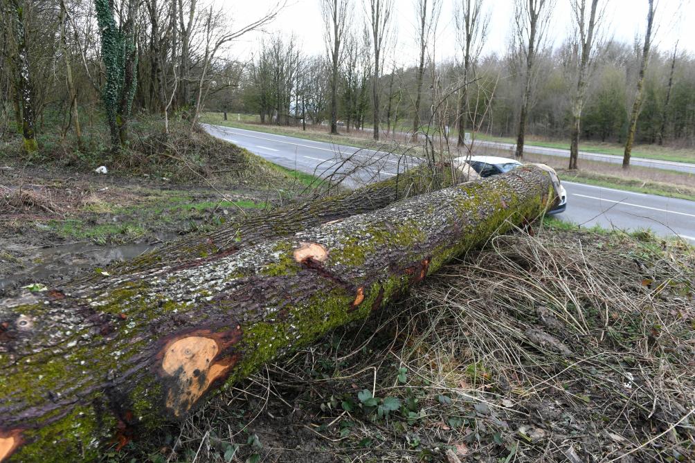 Nos Arbres Sont Malades Dans La Marne L Aisne Et Les Ardennes